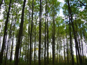 plantation qubec noyer noir (jugland nigra)